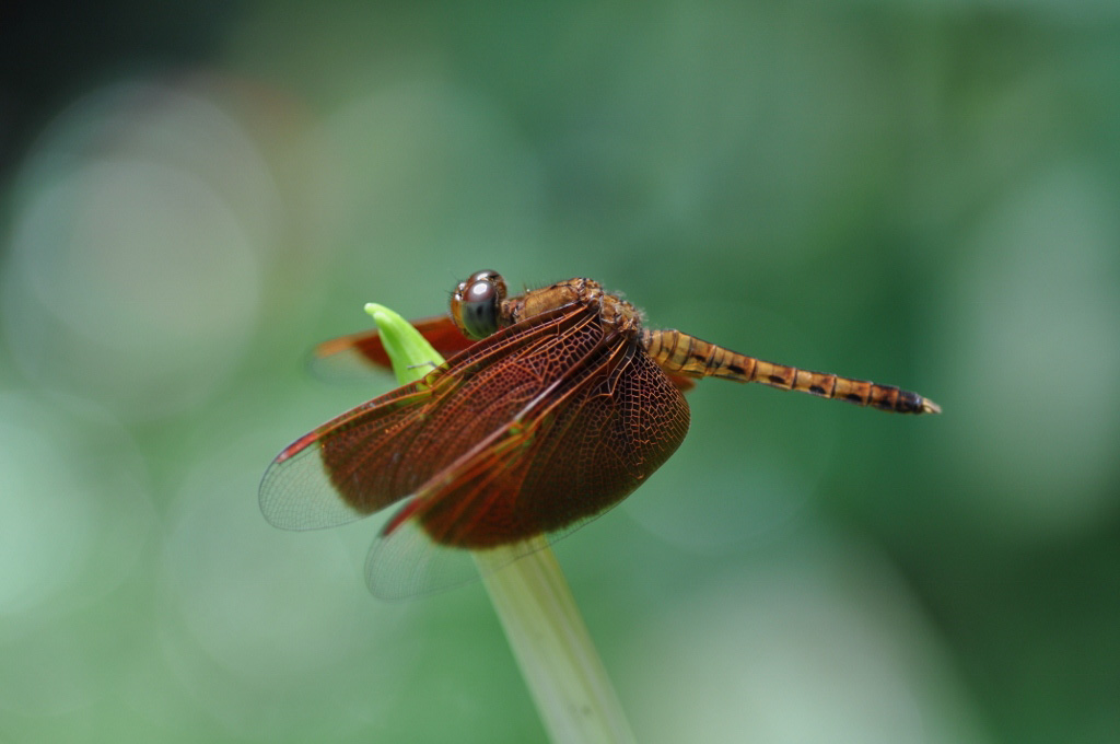 Digital Photography Course - 8 week - West Pymble