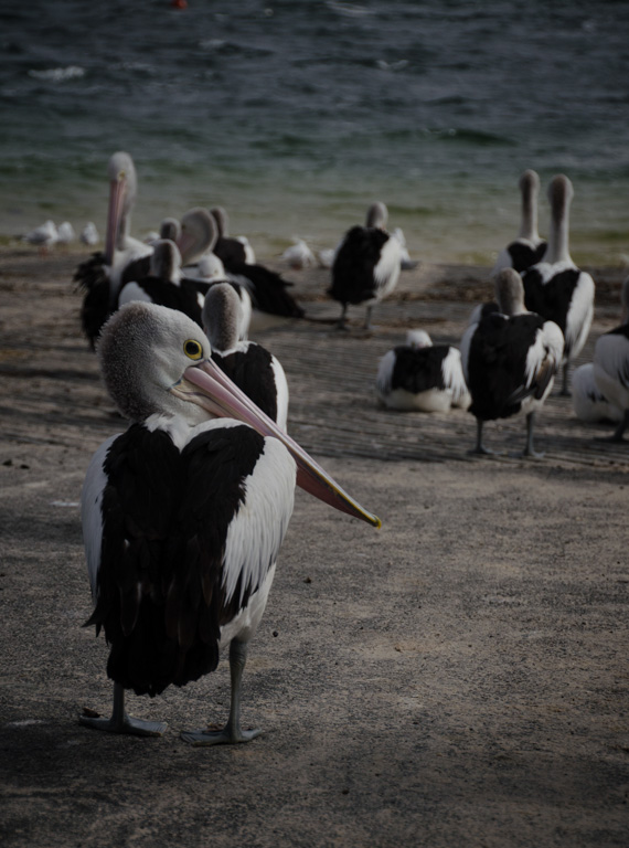 Digital Photography Course - 8 week - West Pymble