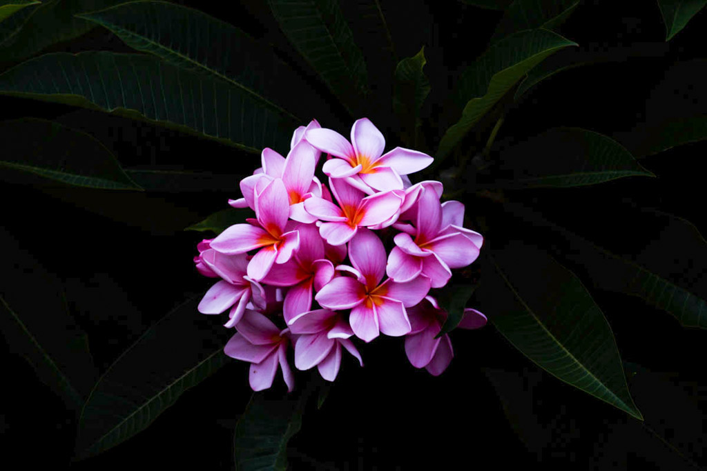 Digital Photography Course - 8 week - West Pymble