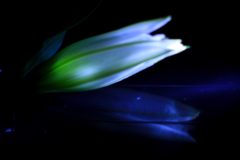 Digital Photography Course - 8 week - Alexandria