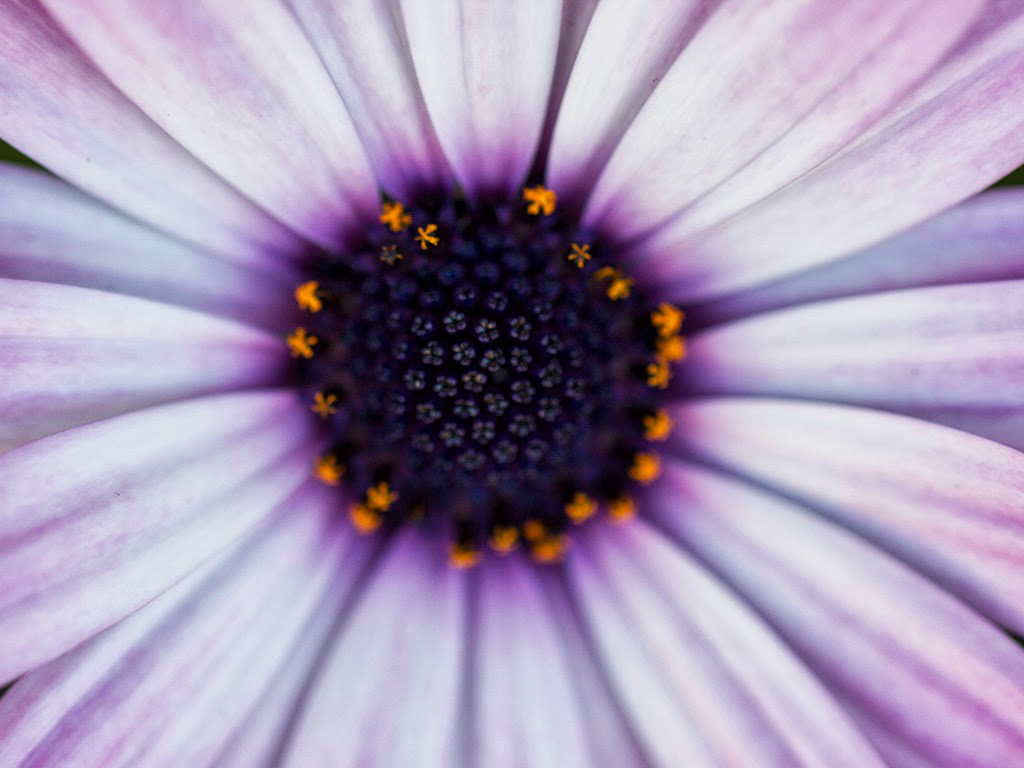 Digital Photography Course - 8 week - West Pymble
