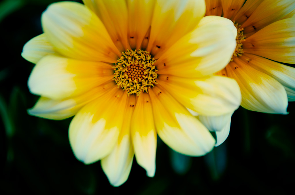 Digital Photography Course - 8 week - West Pymble