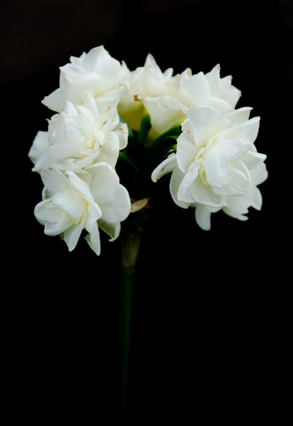 Digital Photography Course - 8 week - Alexandria