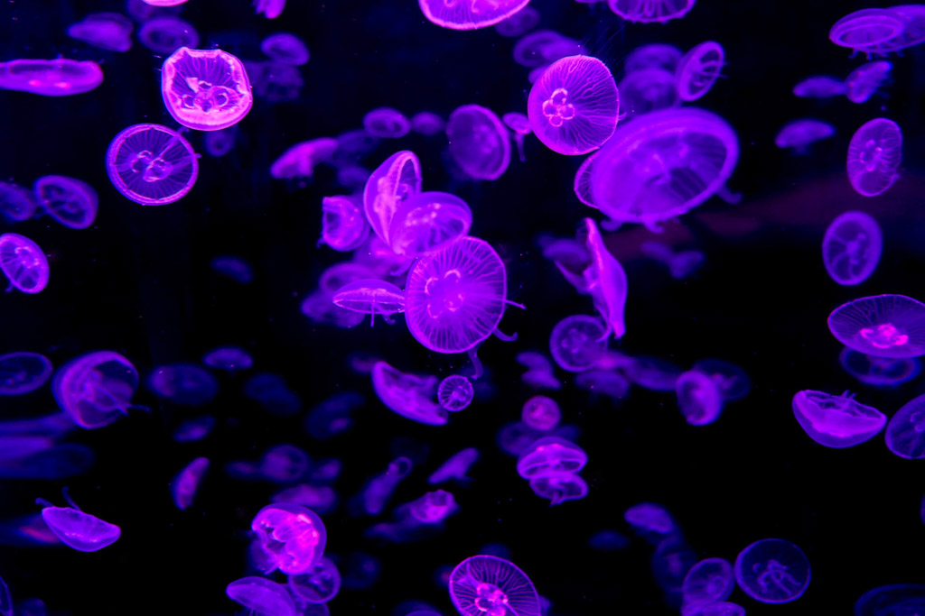 Digital Photography Course - 8 week - West Pymble