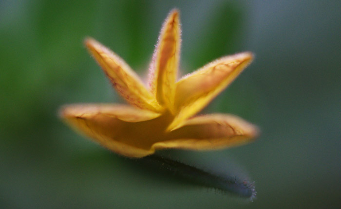 Digital Photography Course - 8 week - Alexandria