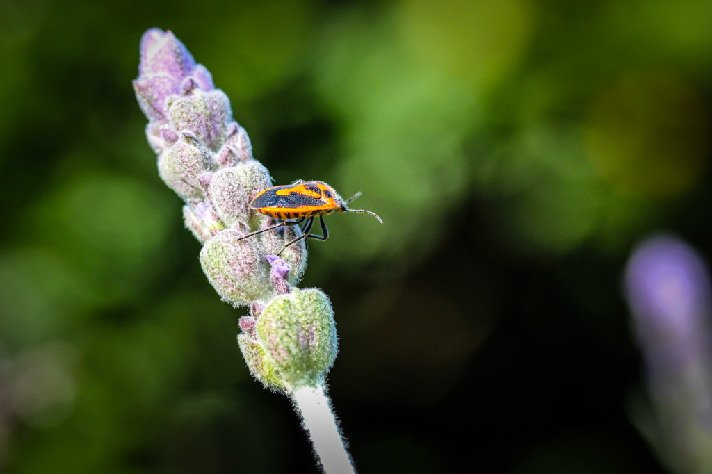 Digital Photography Course - 8 week - West Pymble