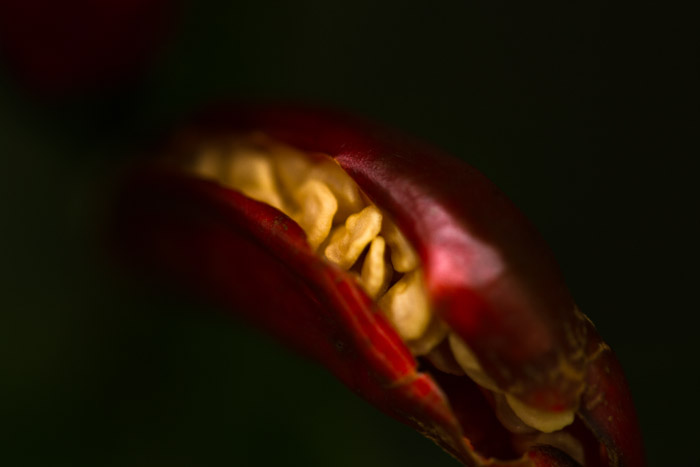 Digital Photography Course - 8 week - West Pymble