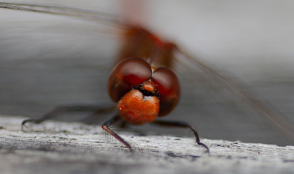 Digital Photography Course - 8 week - West Pymble