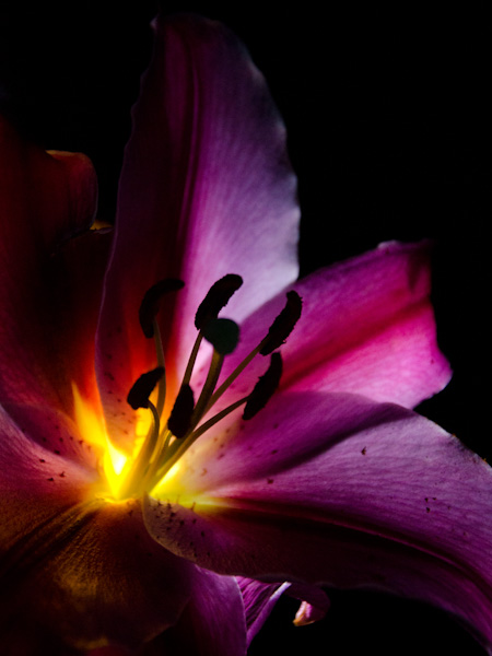 Digital Photography Course - 8 week - Alexandria