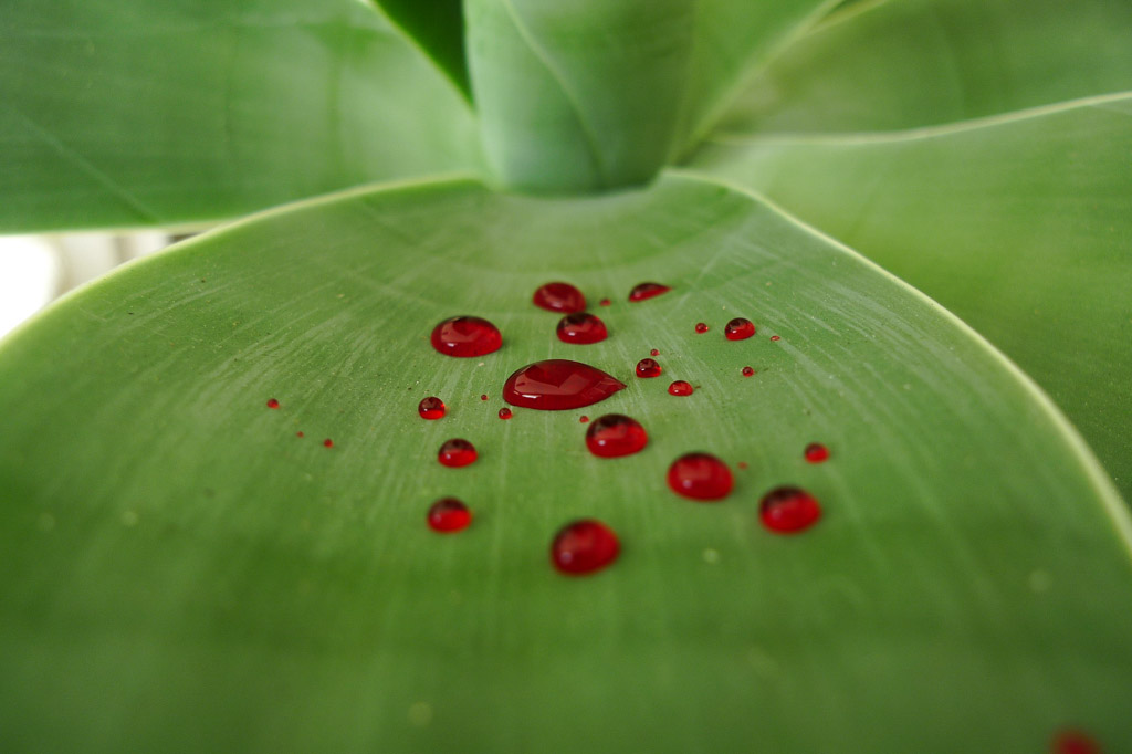 Digital Photography Course - 8 week - West Pymble