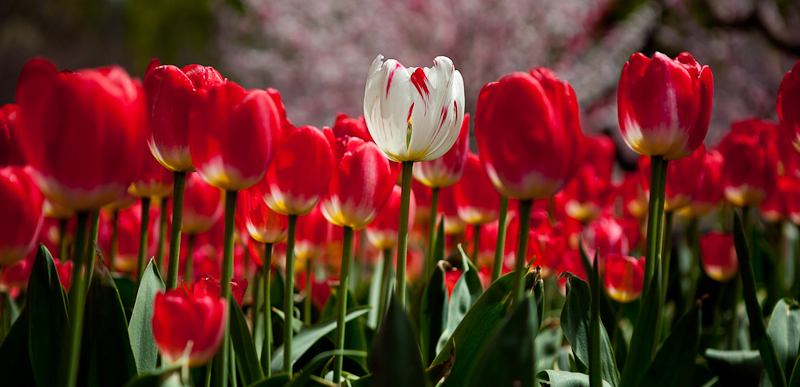 Digital Photography Course - 8 week - Alexandria