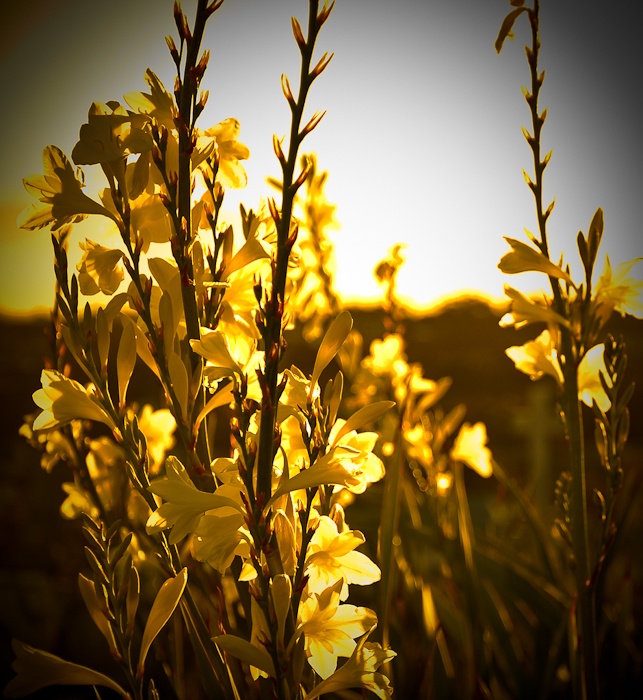Digital Photography Course - 8 week - Alexandria