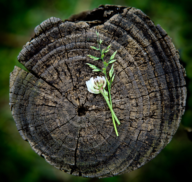 Digital Photography Course - 8 week - Alexandria