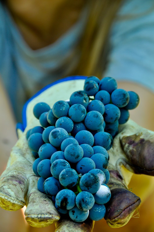 Digital Photography Course - 8 week - Alexandria