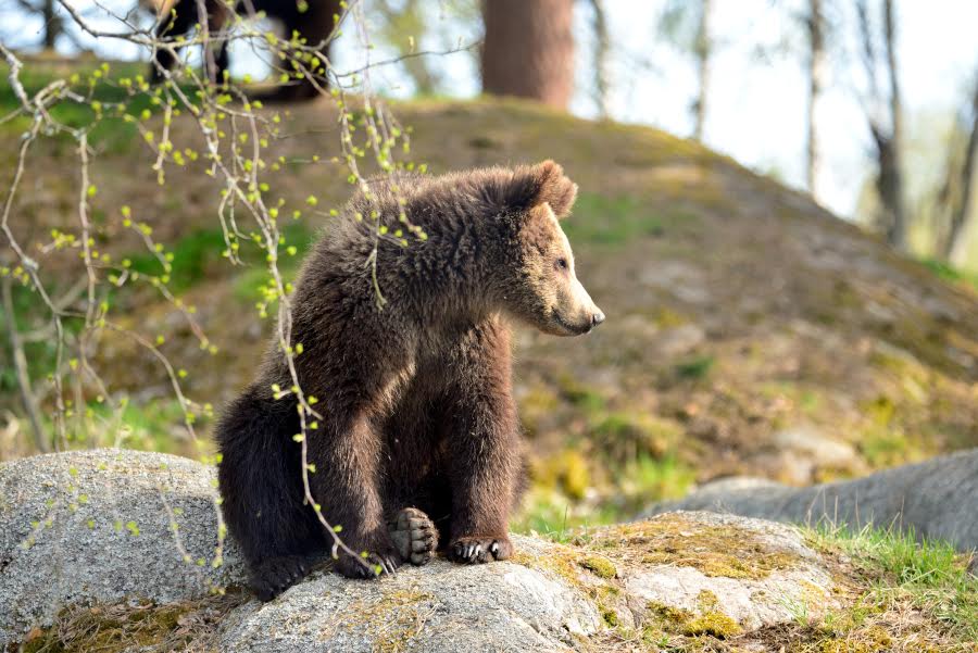 Stockholm & Skansen Open-Air-Museum Private Walking Tour