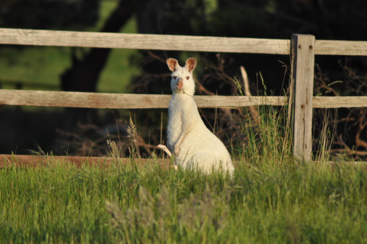 Panorama Garden Estate and Mornington  Peninsula Tour