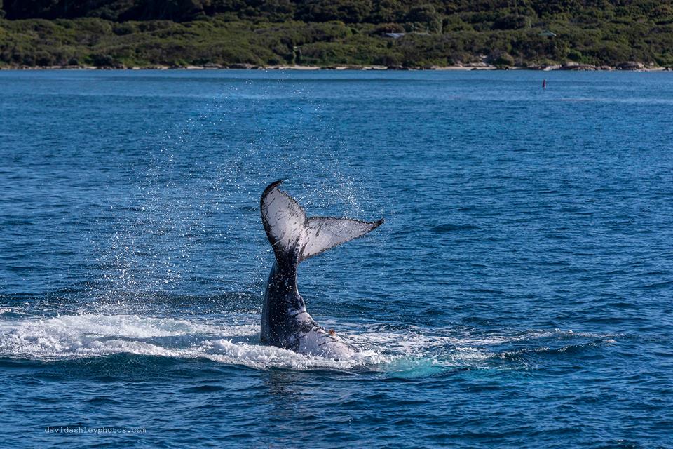 whale watching tour busselton