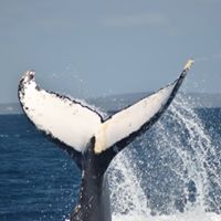 Whale watching 7.30am