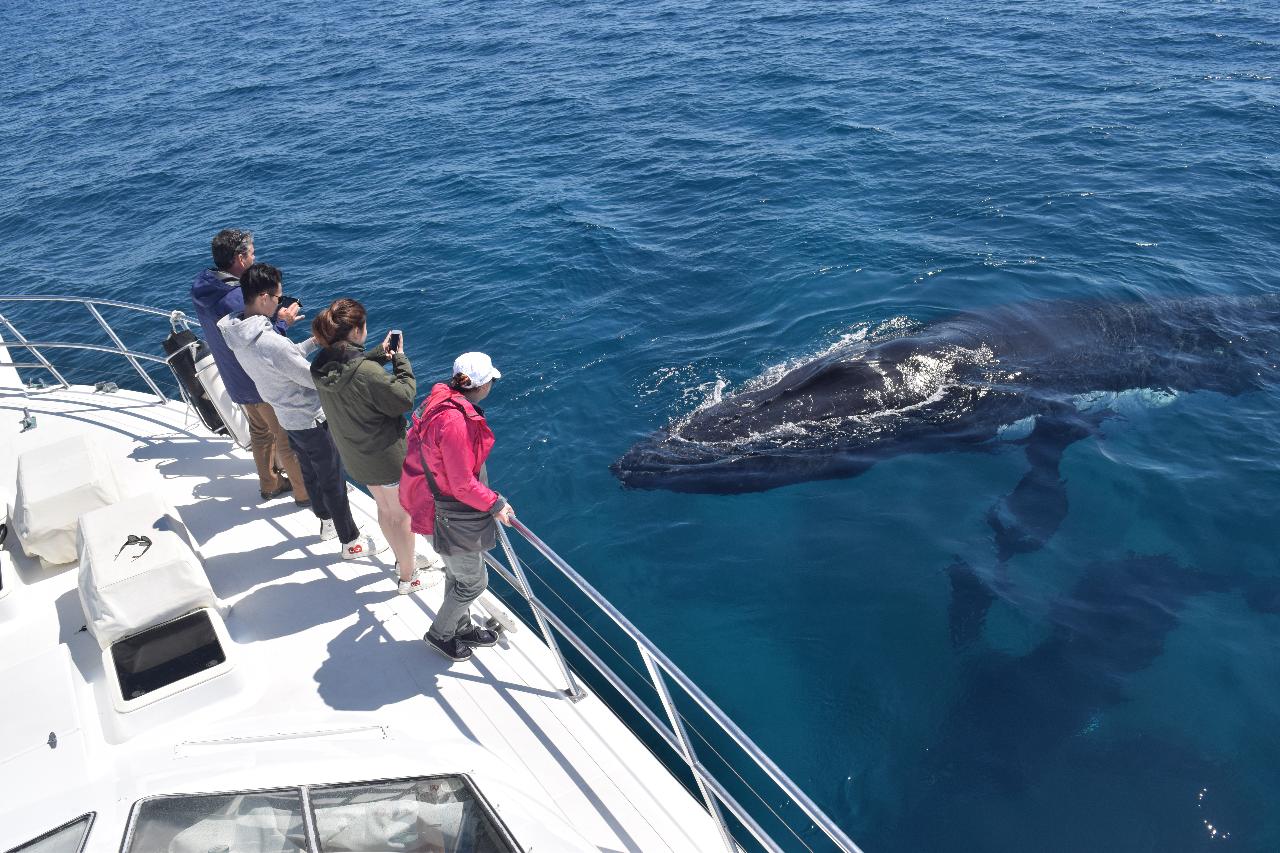 Dunsborough Whale Watching - All Sea Charters Whale Watching & Boat ...