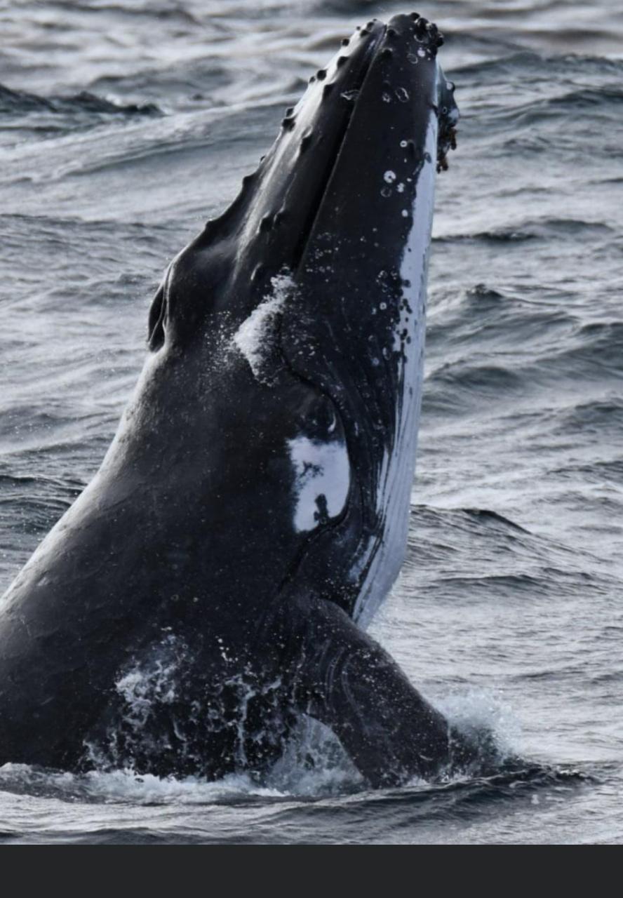 Gift Voucher Whale Watching Child