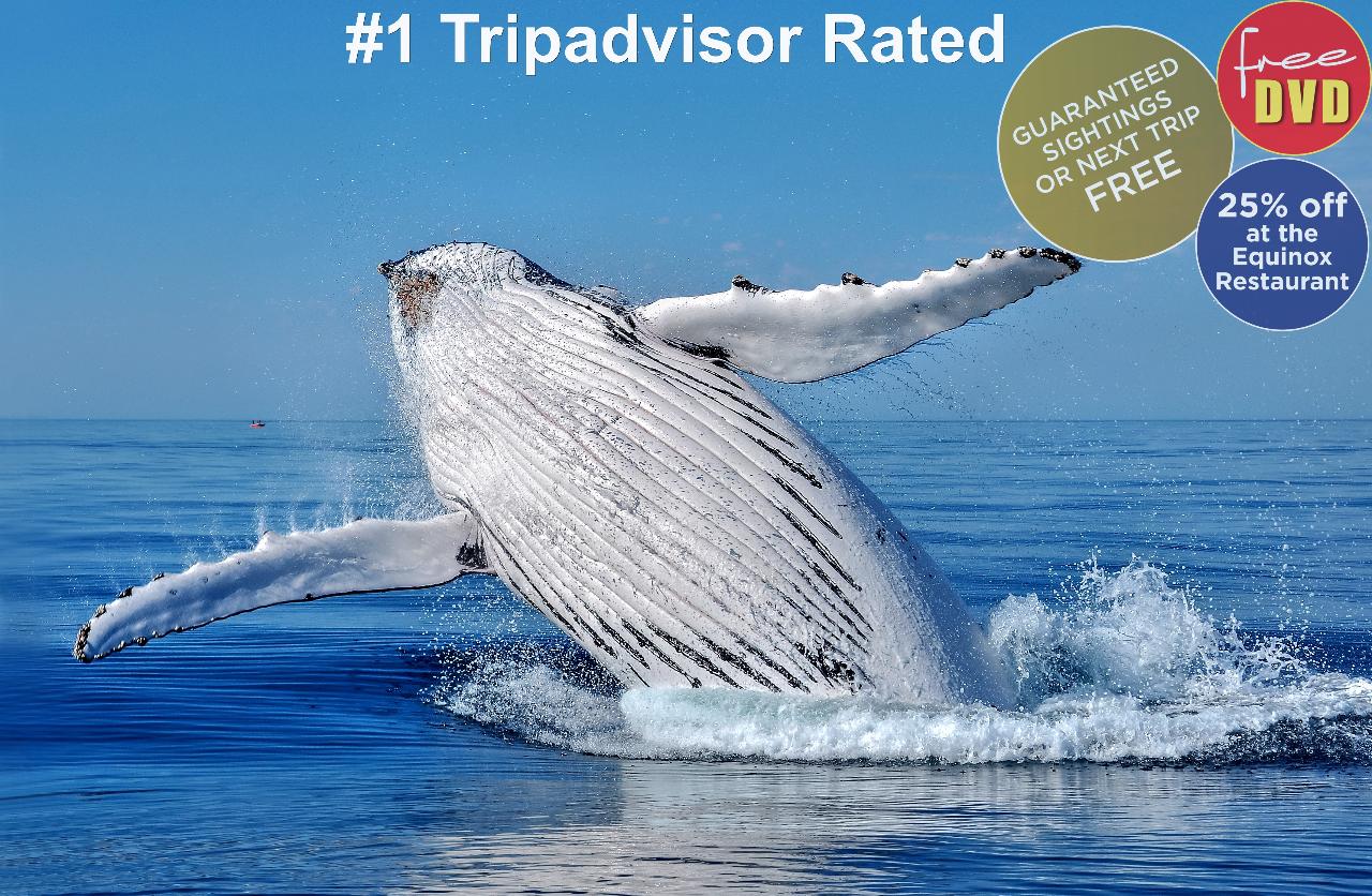 Dunsborough Whale Watching 9:45 or 1:15