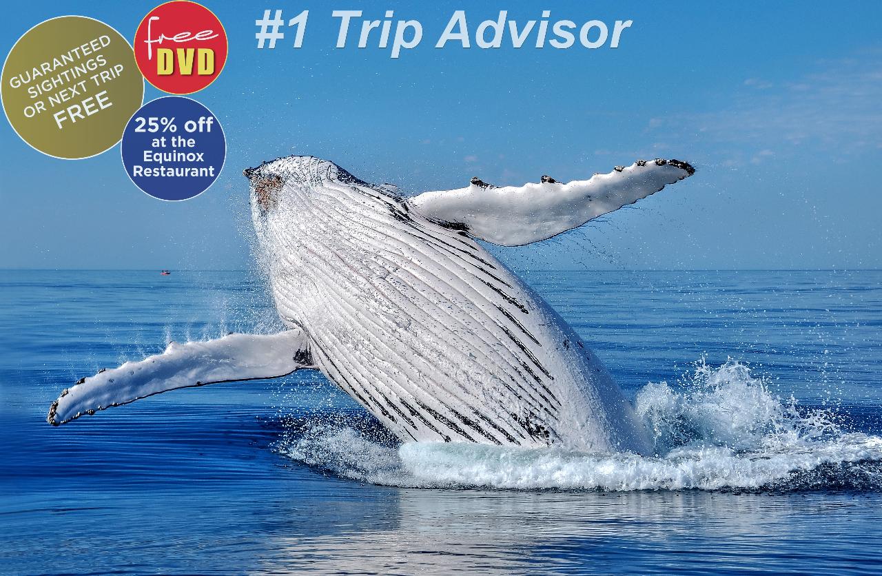 Busselton Whale Watching 1:15pm