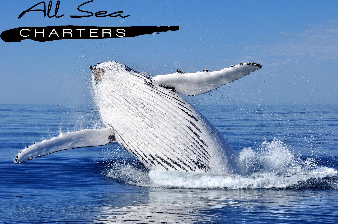 Dunsborough Whale Watching - All Sea Charters Whale Watching & Boat ...