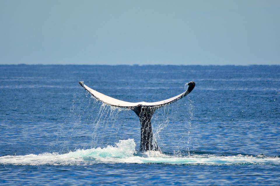 Gift Voucher Whale Watching Adult