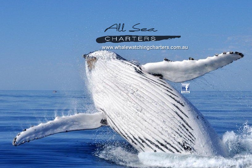 Augusta Whale watching
