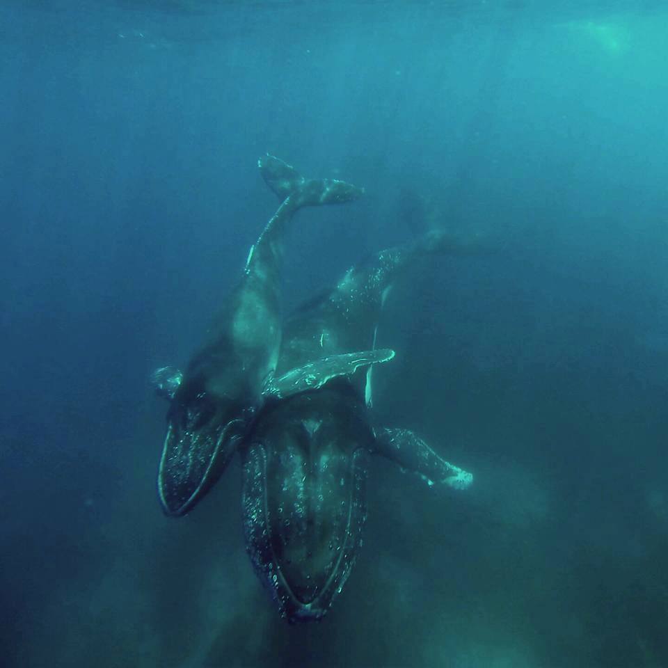 Augusta Whale watching