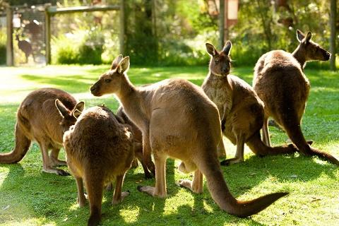 Healesville Wildlife Sanctuary