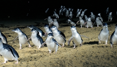 Phillip Island Penguin Parade & Wildlife Park
