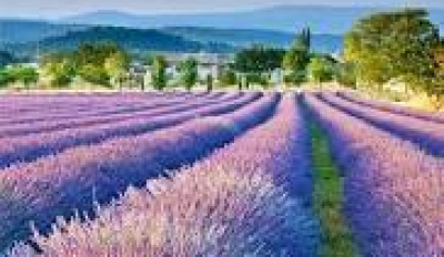 Mt Macedon Ranges and Daylesford