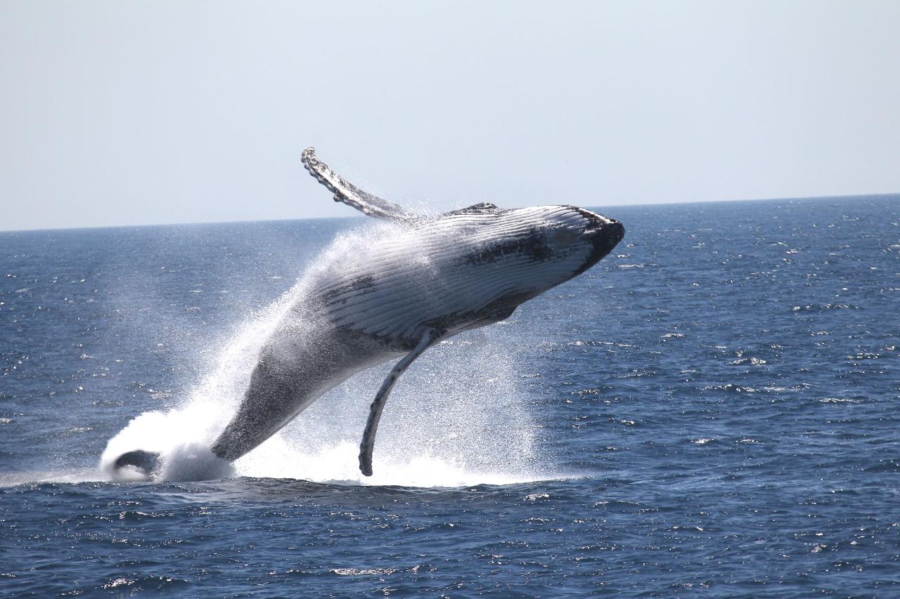 Whale Watching 2 Hour Weekend Cruise (September- November)