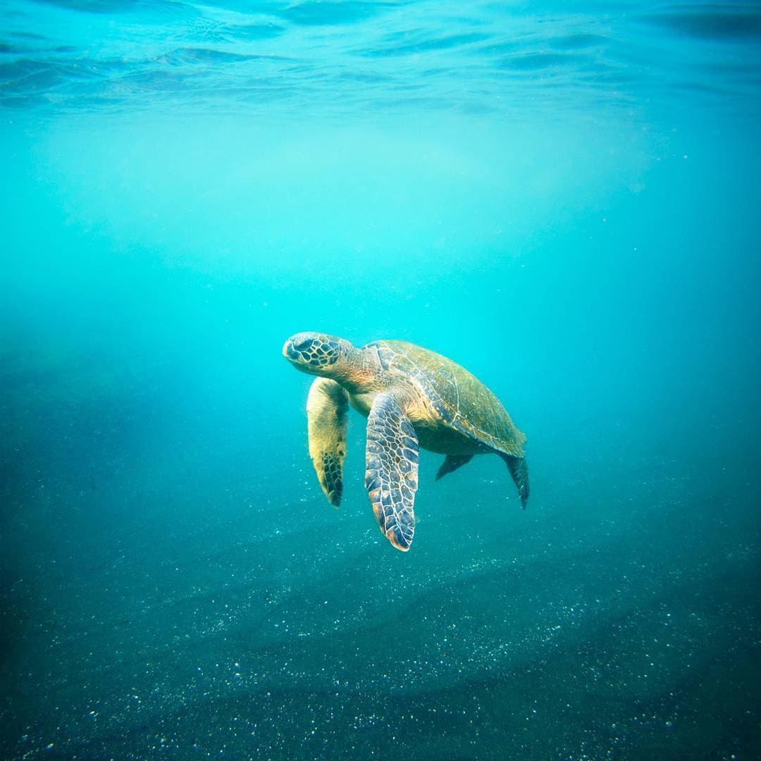 Join a Responsible Turtle Protection Program