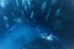 Dive in Cenote El Pit & Cenote Dos Ojos