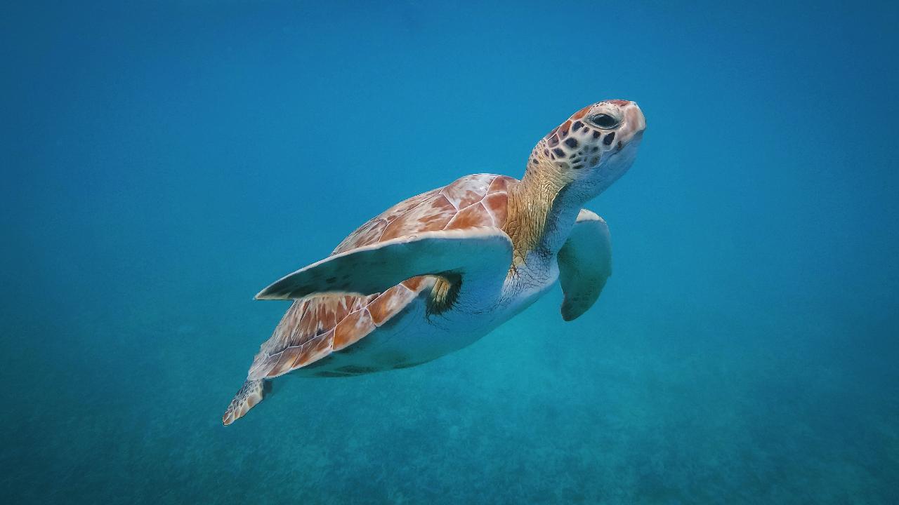 Join a Responsible Turtle Protection Program sin transporte
