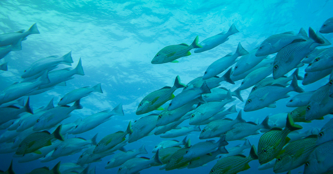 Two dives in Oceans 
