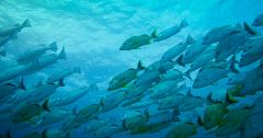 Two dives in Oceans 
