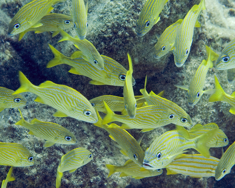 Dive in Casa Cenote & Ocean
