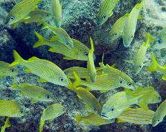Dive in Casa Cenote & Ocean
