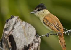 Bird Watching Uxuxubi - Group