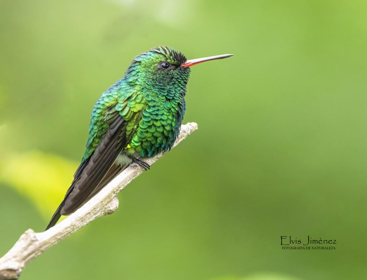 Bird Watching Cozumel - Private