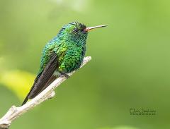 Bird Watching Cozumel - Private