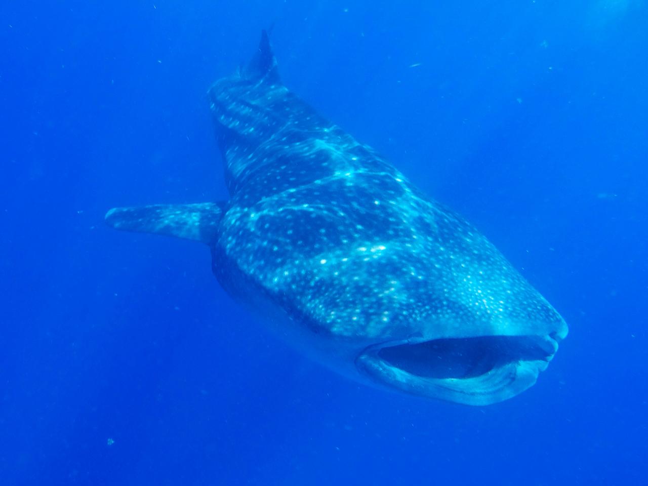 Whale Shark Tulum