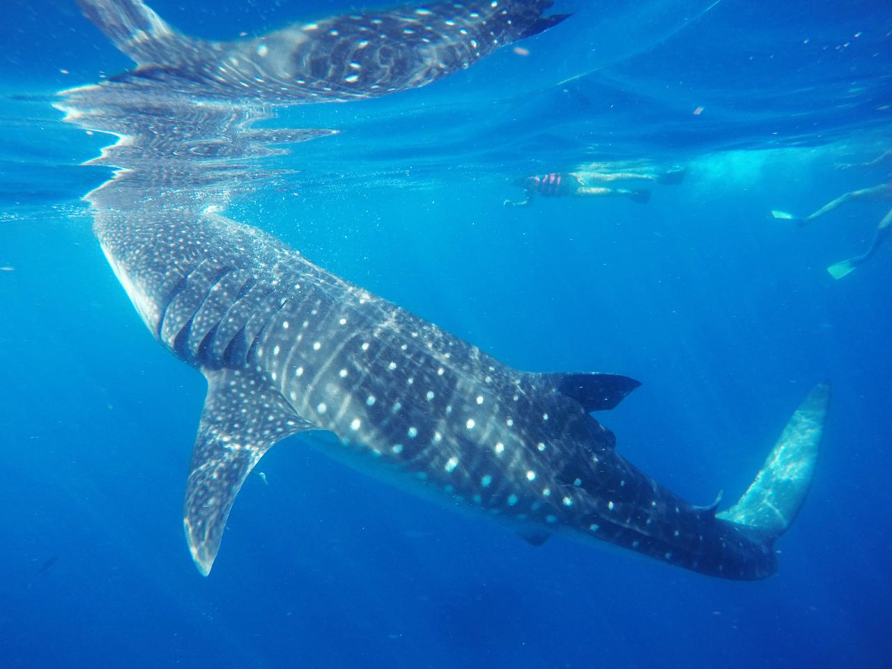 Whale Shark