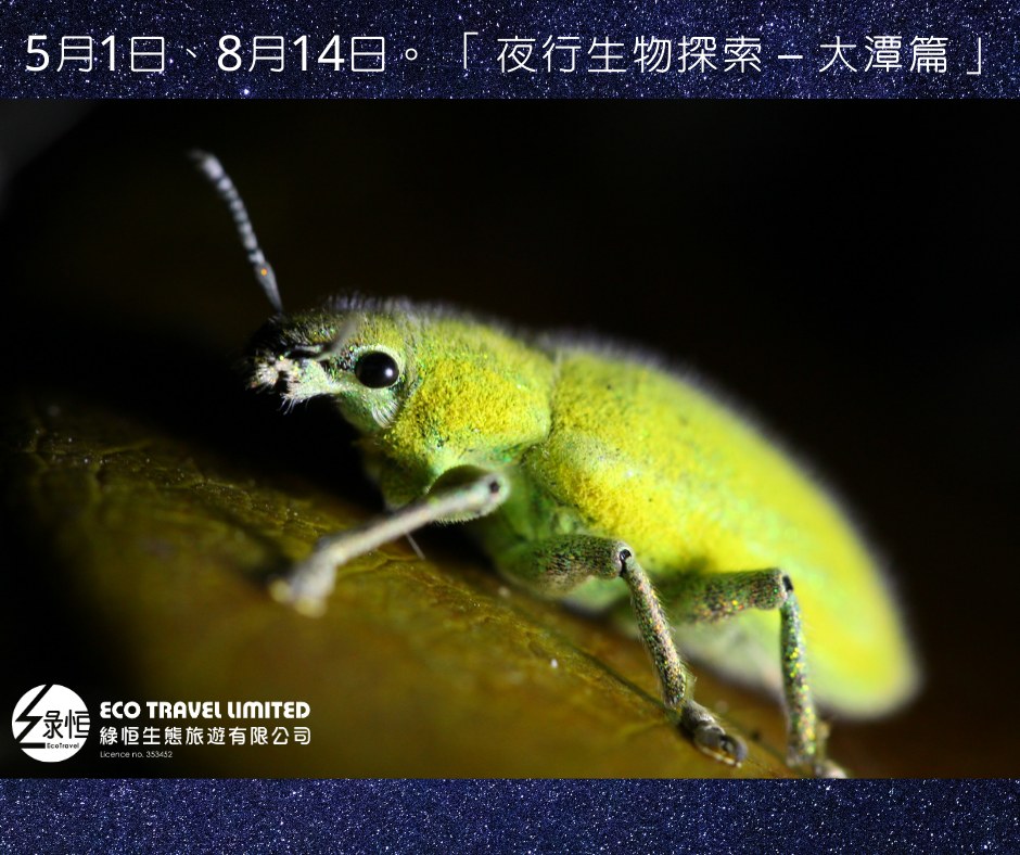 夜行生物探索 – 大潭篇 (8月14日)