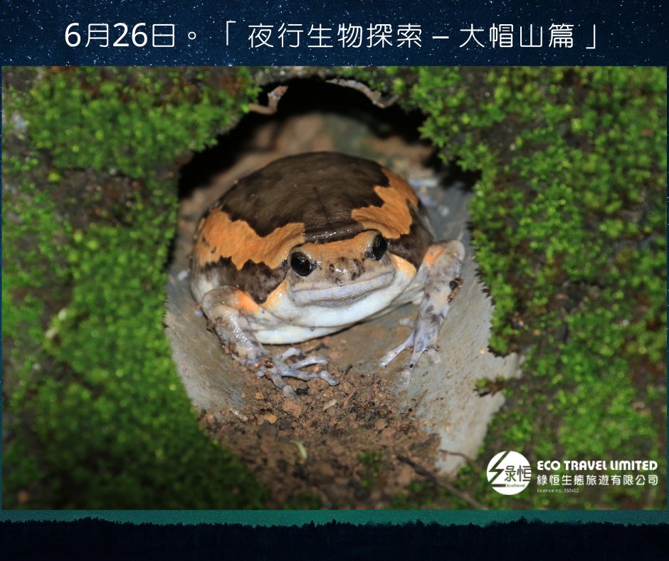 夜行生物探索 – 大帽山篇 (6月26日)