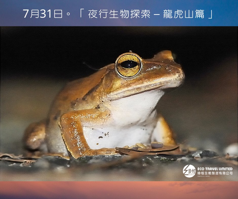 夜行生物探索 – 龍虎山篇 (7月31日)