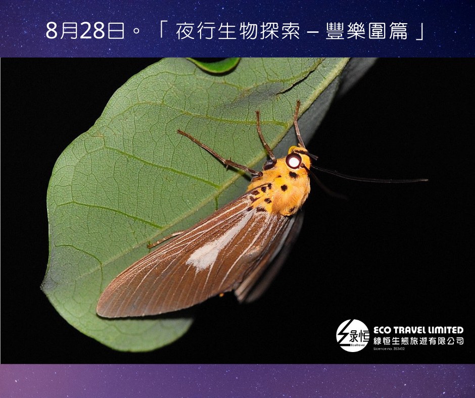 夜行生物探索 – 豐樂圍篇 (8月28日)